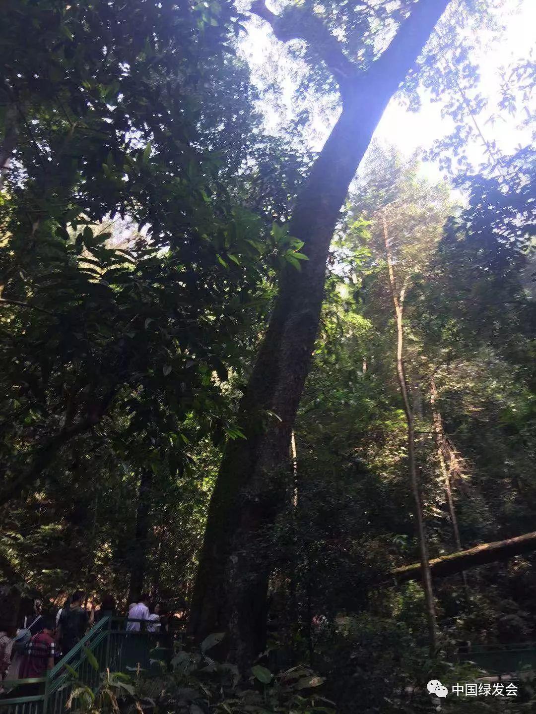 西双版纳景洪最新楼盘，热带雨林居住新境界探索