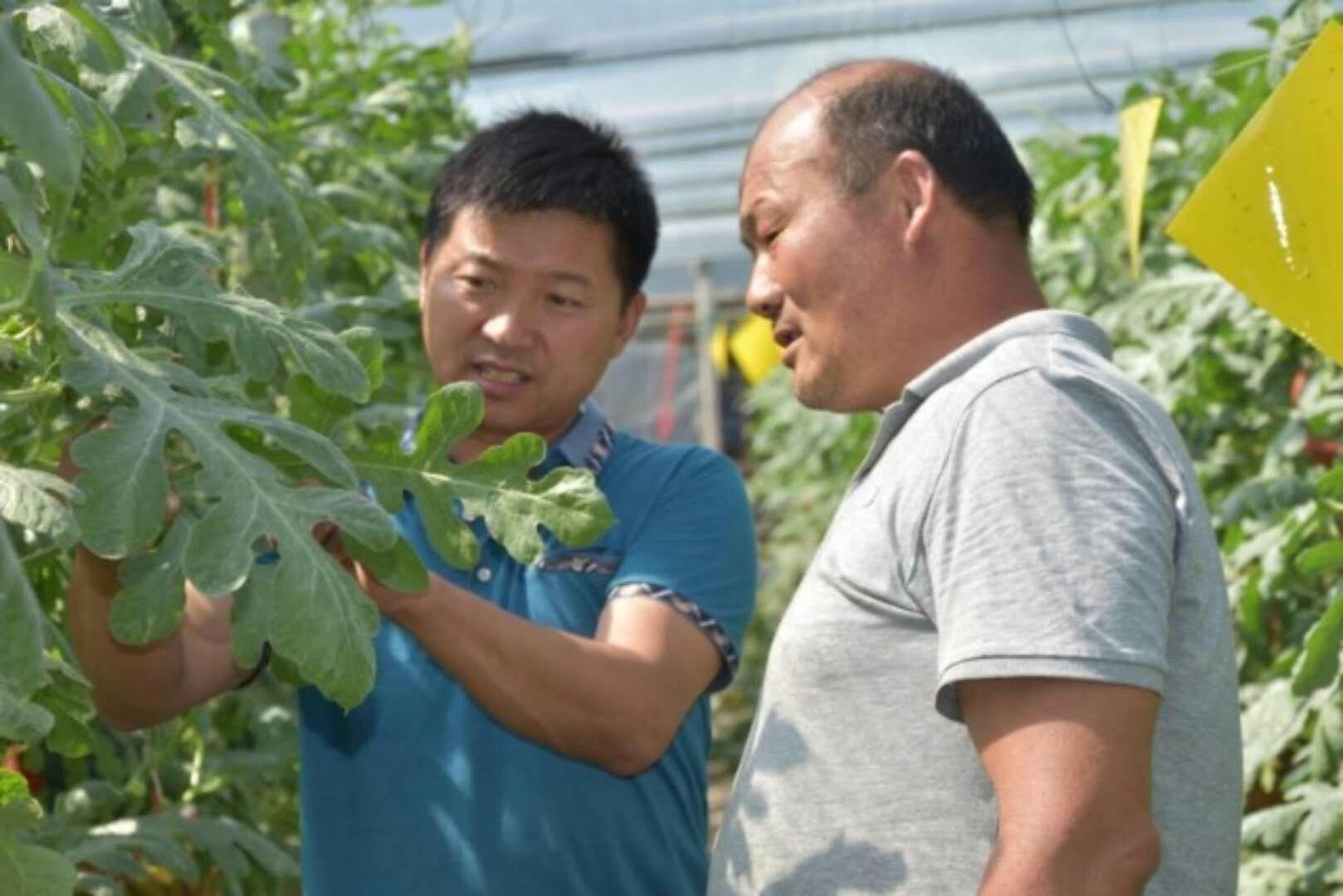 最新吊西瓜品种，农业新希望探索之旅