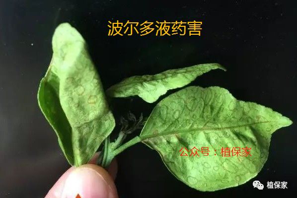 最新杀菌剂排名及影响力概述