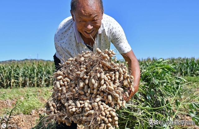 山东花生米最新收购价动态解析与趋势展望