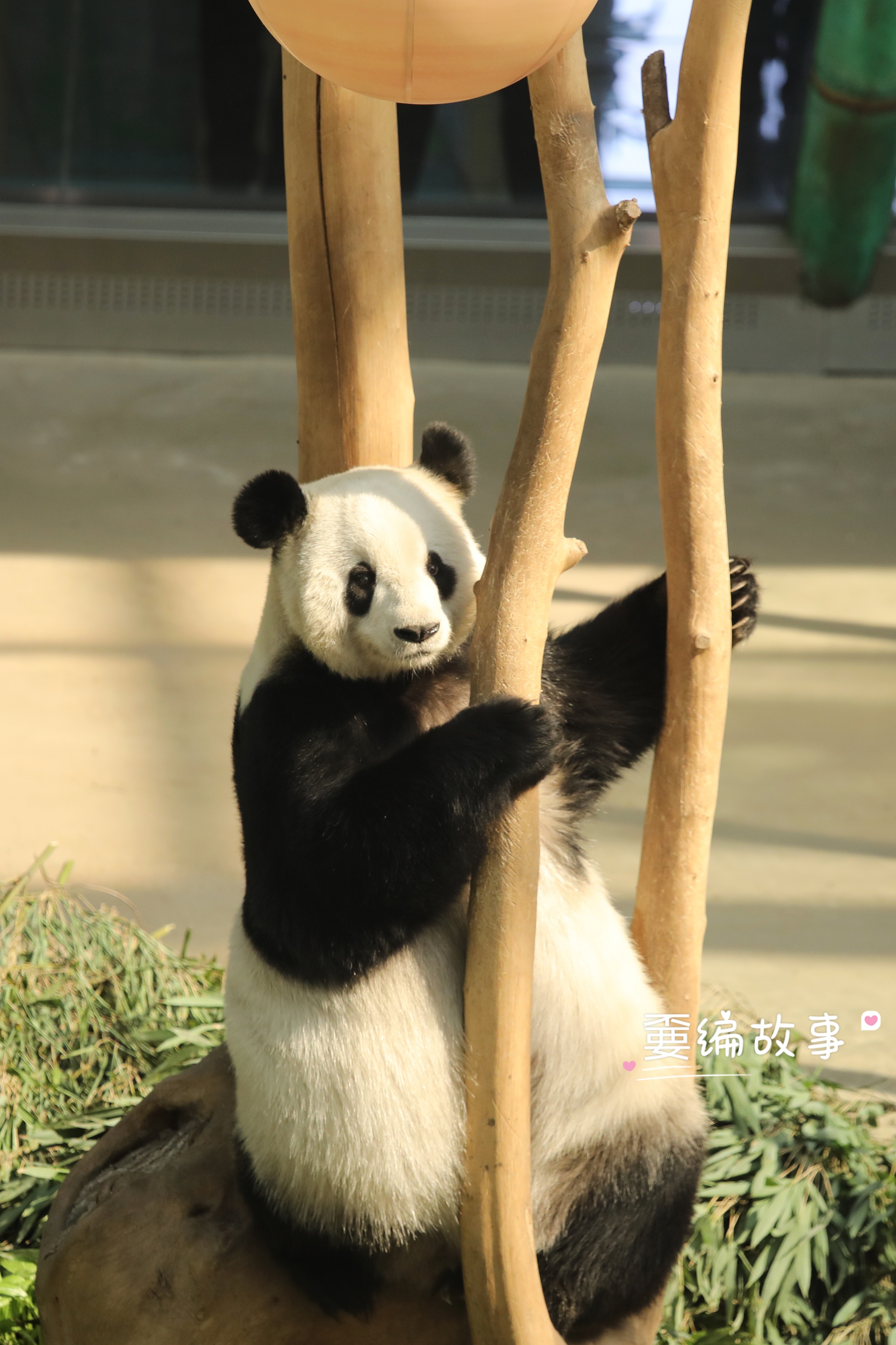 大熊猫思嘉的最新动态更新